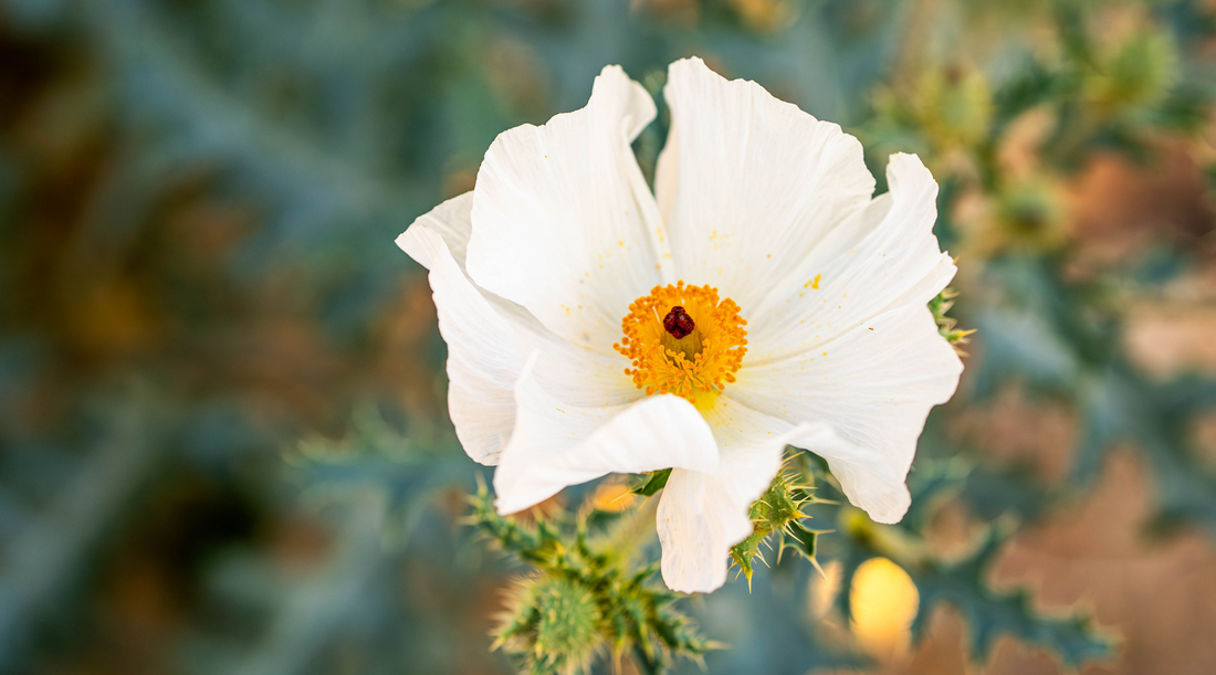 PRICKLY POPPY FLOWER ESSENCE