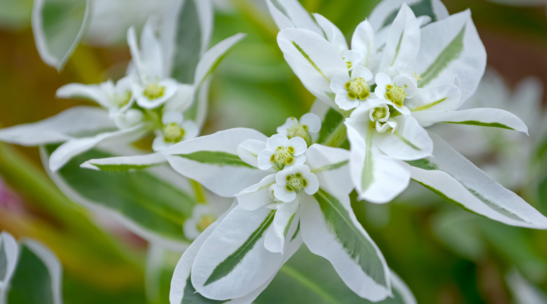 GHOSTWEED FLOWER ESSENCE