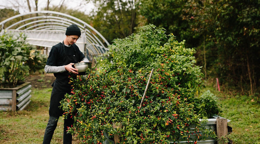 Sensory Dinners, Healing Meals + Wild Foraging