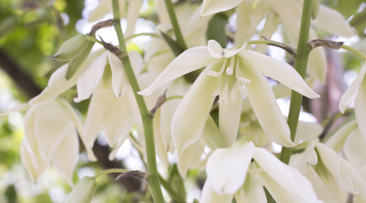 Banana Yucca Flower Essence