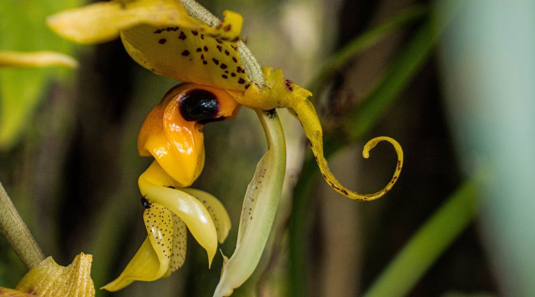 BEE ORCHID FLOWER ESSENCE