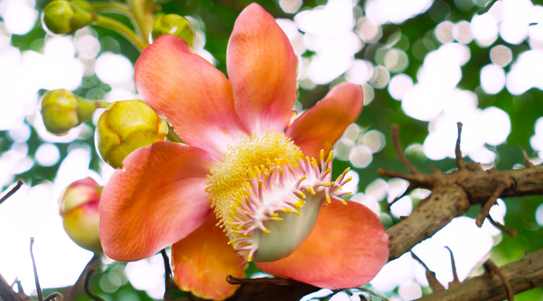 cannonball flower essence Singapore LOTUSWEI flower essences