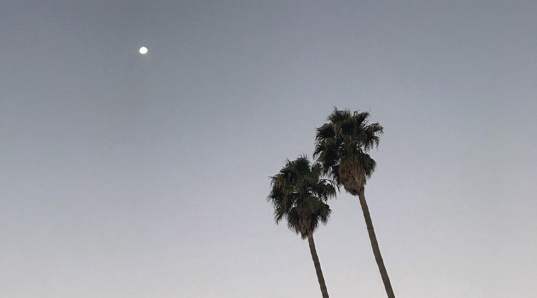 palm tree moon