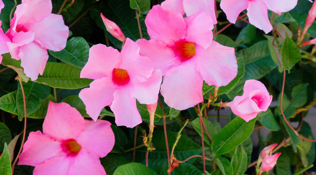 MANDEVILLA FLOWER ESSENCE