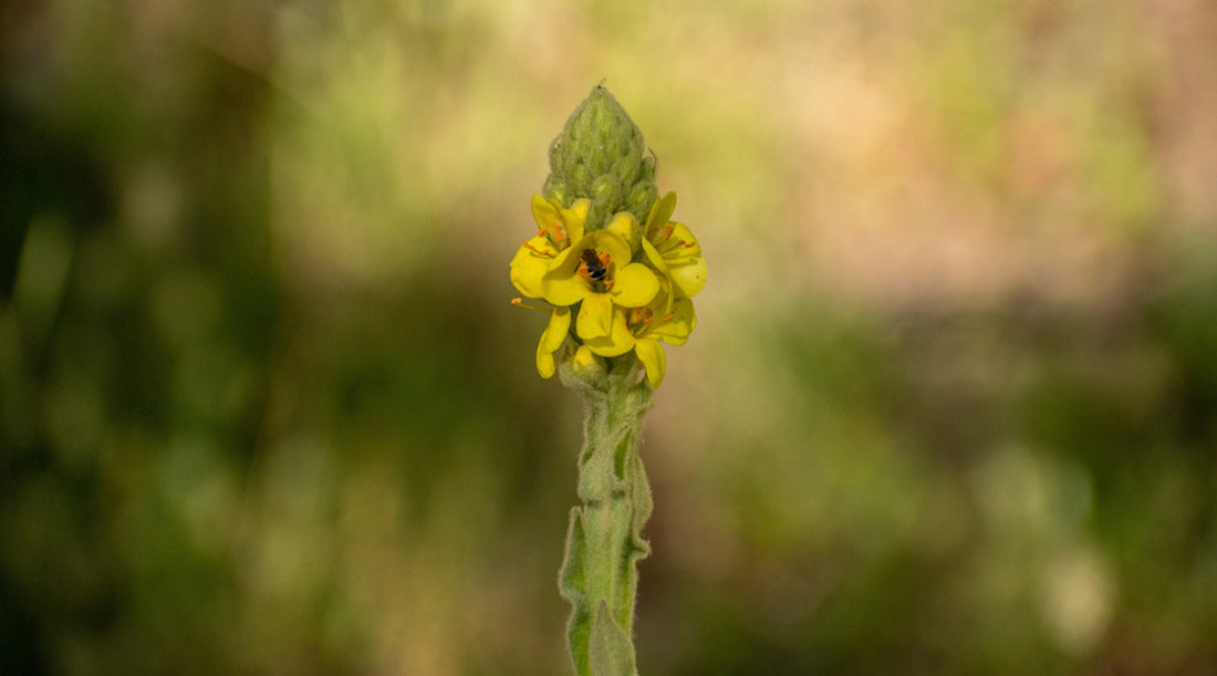 MULLEIN FLOWER ESSENCE