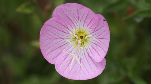 PINK PRIMROSE FLOWER ESSENCE