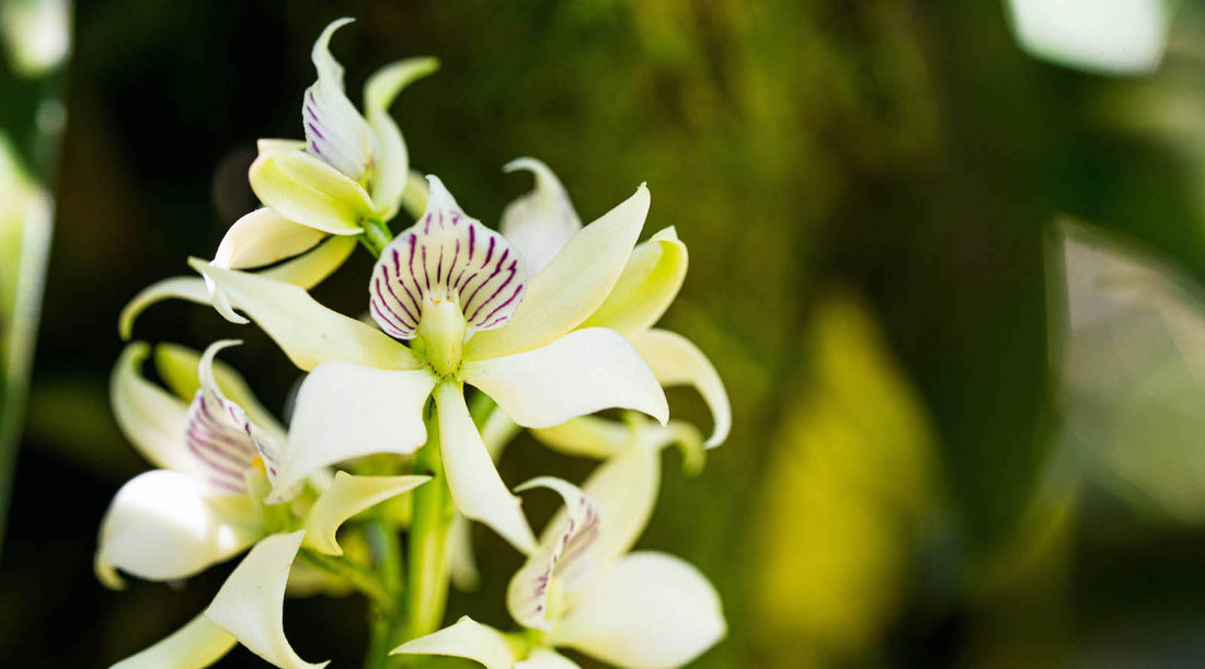 RADIANCE ORCHID FLOWER ESSENCE