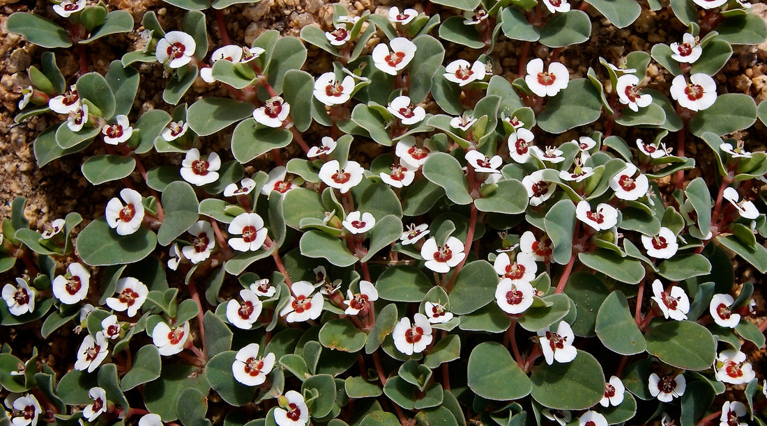 rattlesnake euphorbia flower LOTUSWEI flower essences