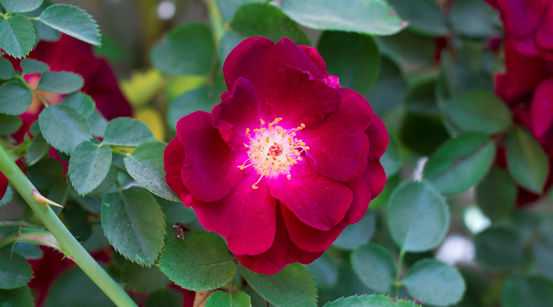 Red Rose Flower Essence