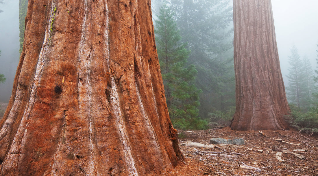 REDWOOD TREE ESSENCE