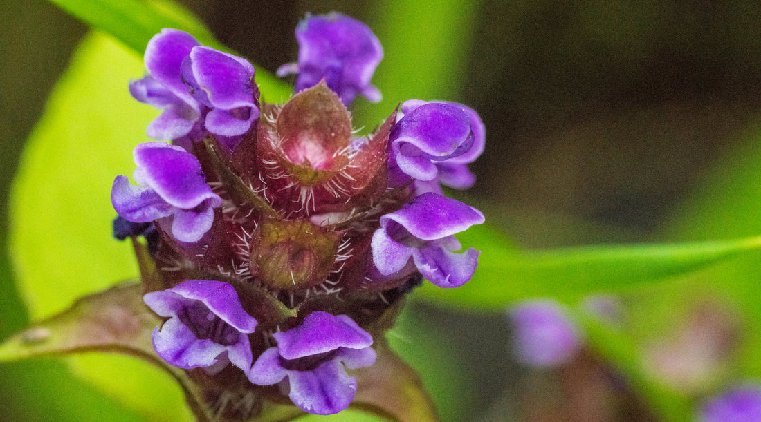 self heal LOTUSWEI flower essence