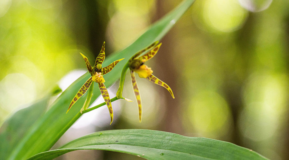 SPIDER ORCHID FLOWER ESSENCE
