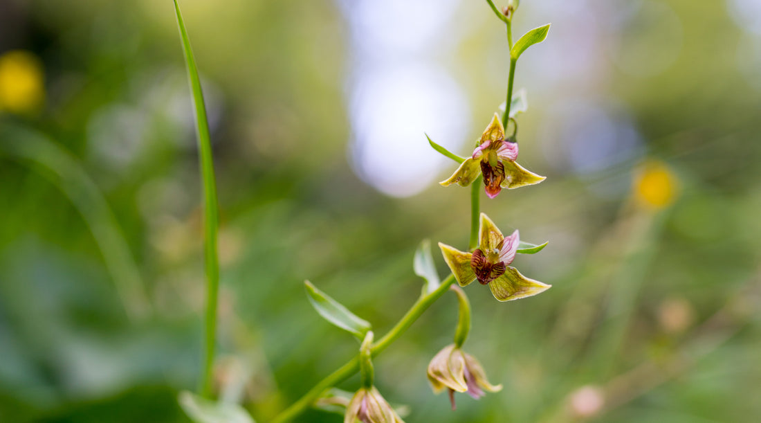 STREAM ORCHID FLOWER ESSENCE