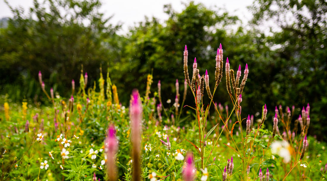 TAIWANESE CELOSIA FLOWER ESSENCE