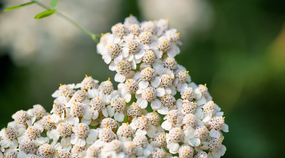 YARROW FLOWER ESSENCE