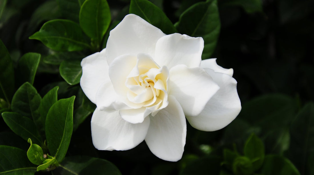 gardenia LOTUSWEI flower essences