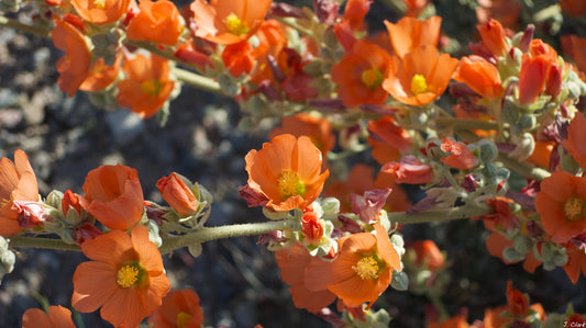 DESERT MALLOW FLOWER ESSENCE