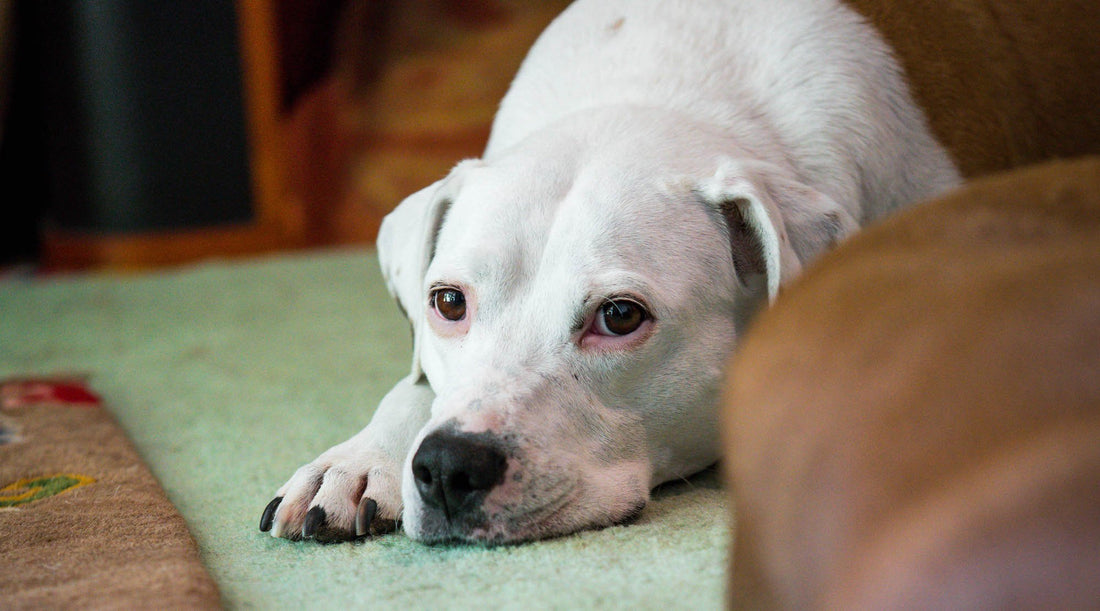 Flower Essences for Dogs + Cats