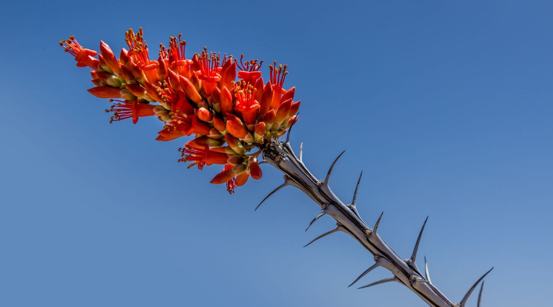 OCOTILLO FLOWER ESSENCE
