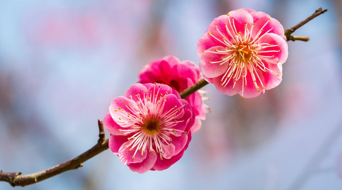 Bonsai Plum Flower