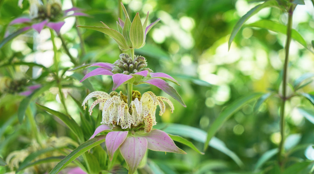 spotted bee balm flower LOTUSWEI flower essences