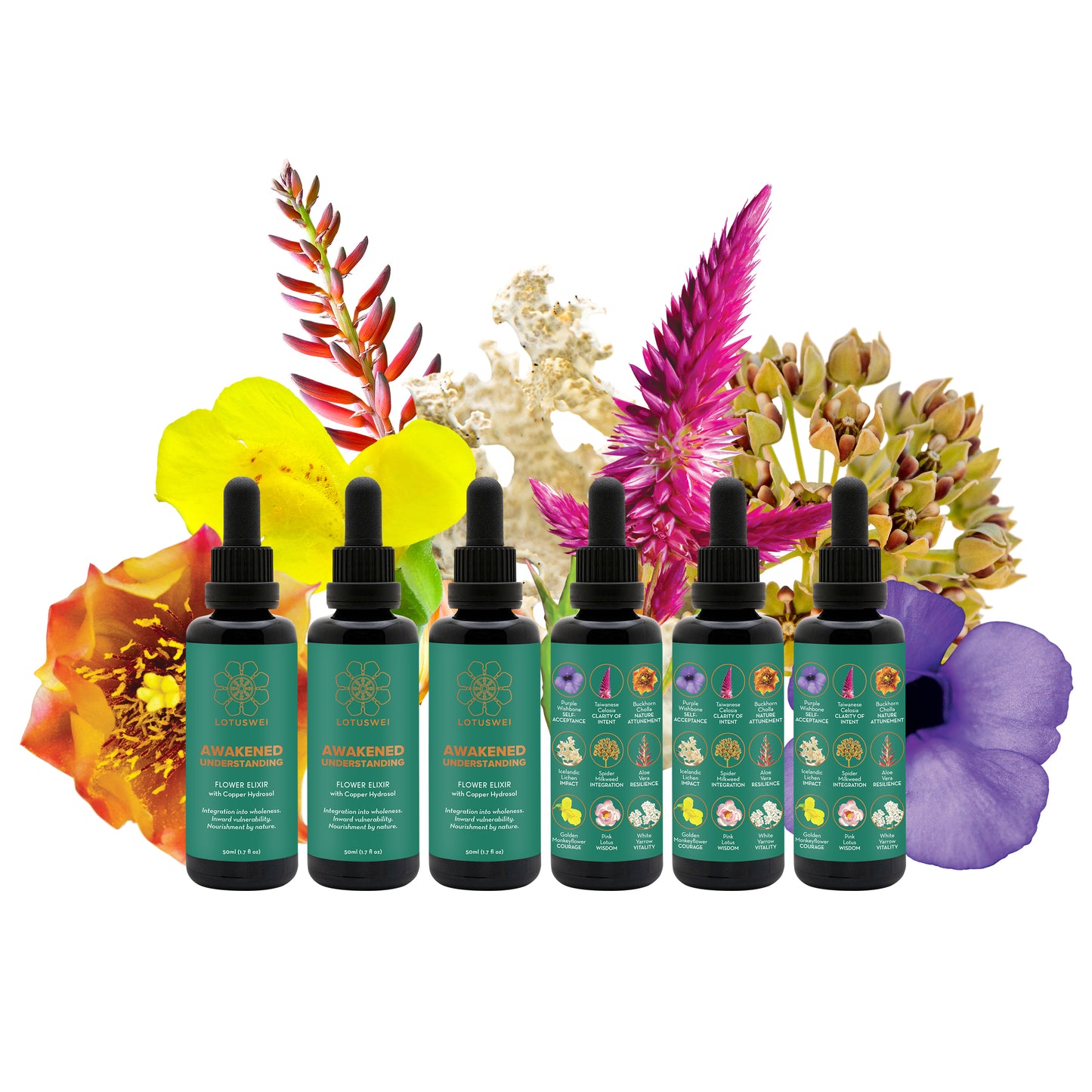 AWAKENED UNDERSTANDING - Collection, Elixirs