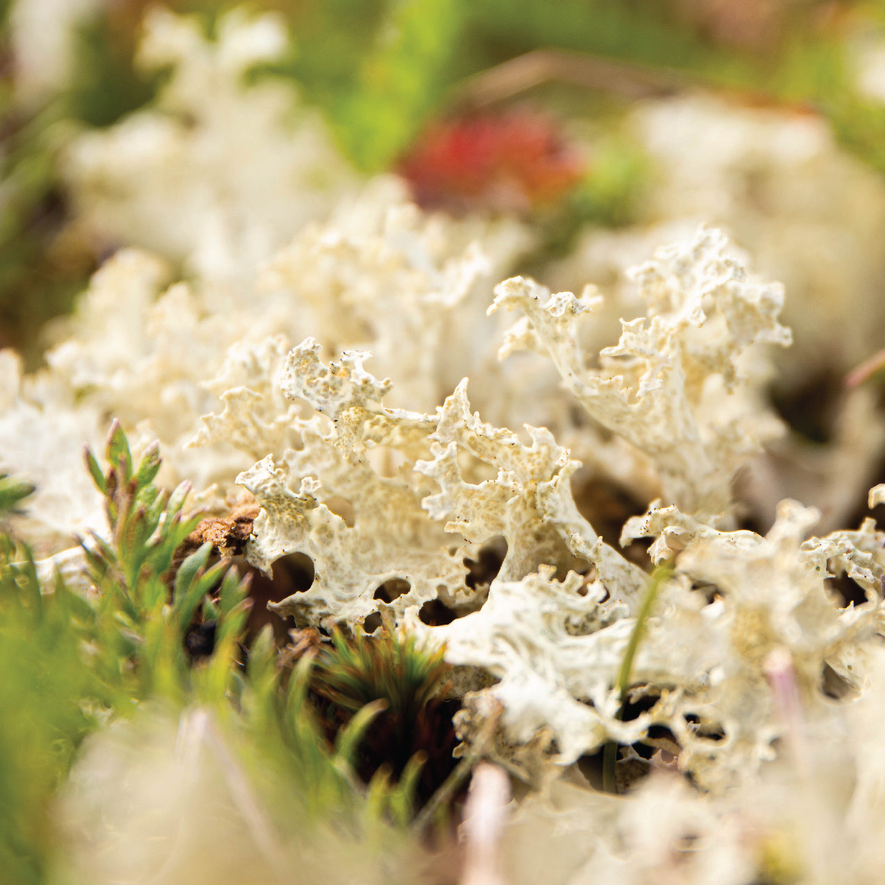 Icelandic Lichen Elixir