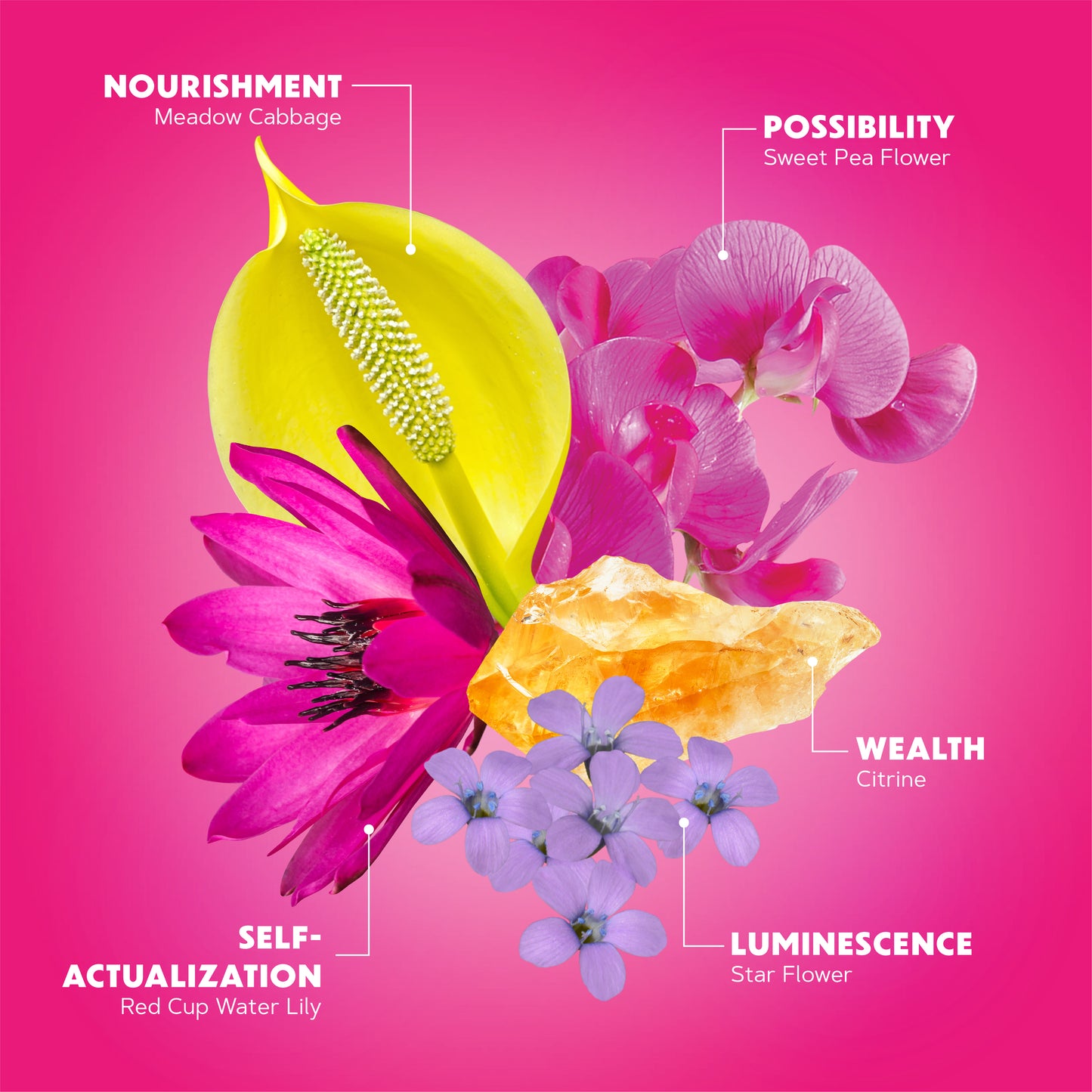 Expansive Presence Anointing Oil
