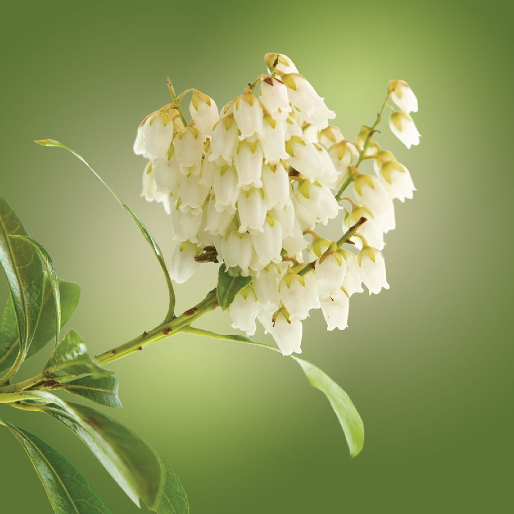 Pieris Elixir