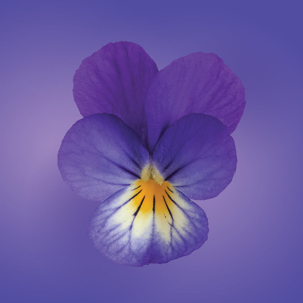 wild pansy flower card LOTUSWEI flower essences