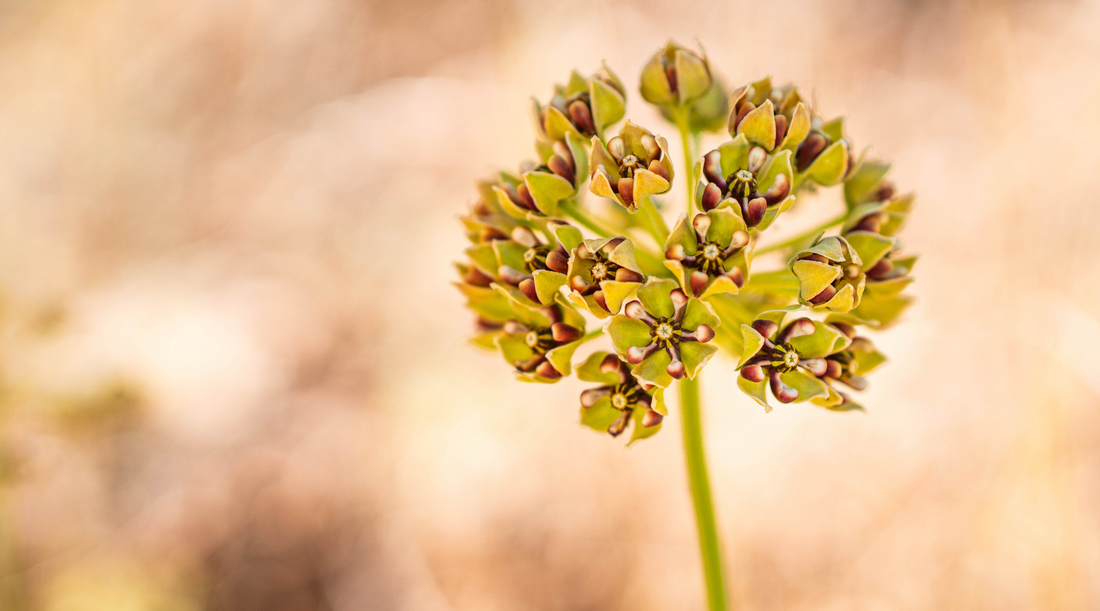 SPIDER MILKWEED FLOWER ESSENCE