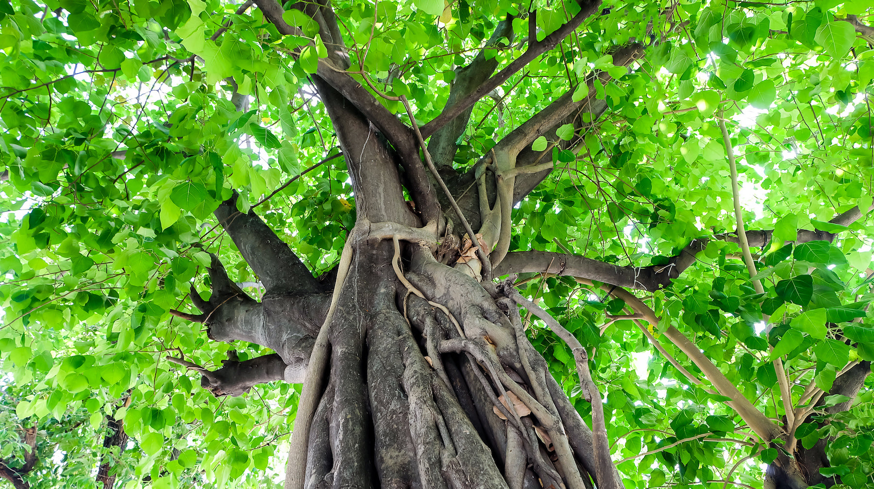 Bodhi tree LOTUSWEI flower essences