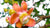 cannonball flower essence Singapore LOTUSWEI flower essences