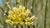 DESERT MILKWEED FLOWER ESSENCE