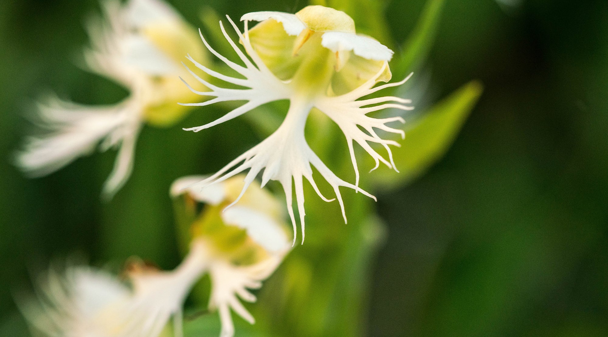western prairie fringed orchid flower essence
