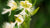 western prairie fringed orchid flower essence