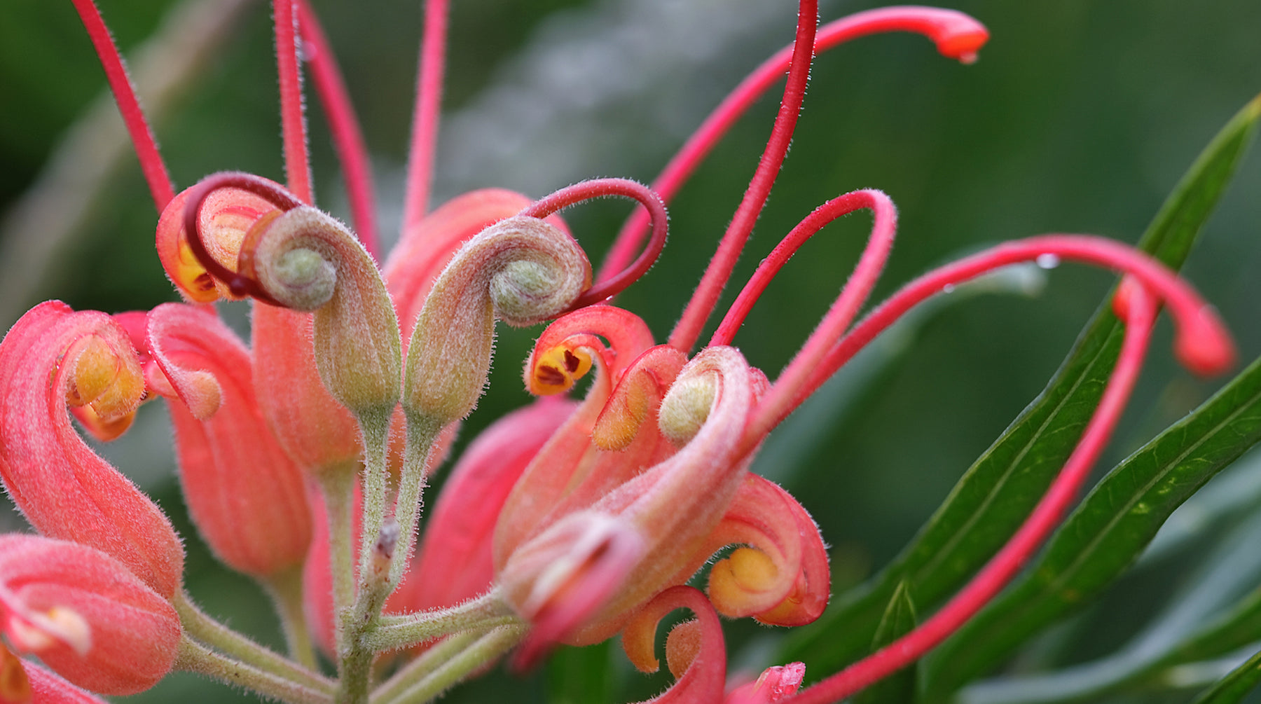 Grevillea flower essence