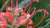 Grevillea flower essence
