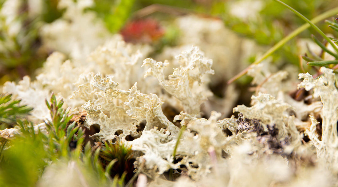 ICELANDIC LICHEN ESSENCE