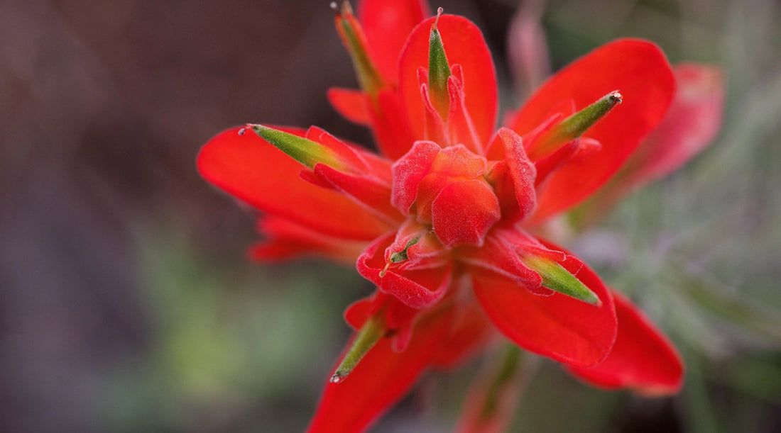 INDIAN PAINTBRUSH FLOWER ESSENCE