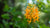 ORANGE FRINGED ORCHID FLOWER ESSENCE