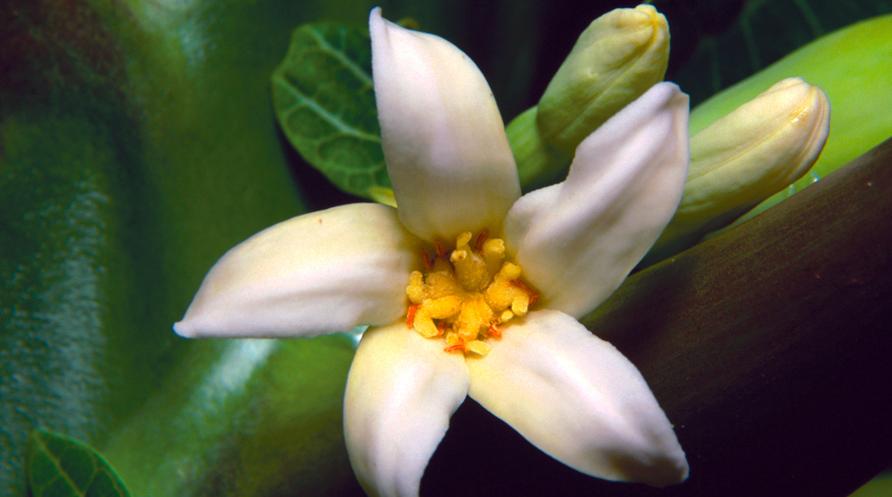 papaya flower LOTUSWEI flower essences