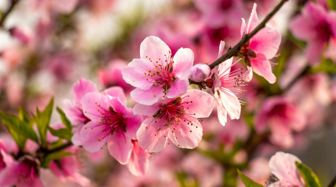 PEACH BLOSSOM FLOWER ESSENCE