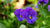 wild pansy Iceland LOTUSWEI flower essences