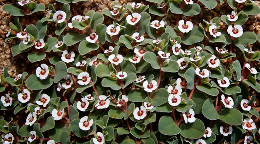 rattlesnake euphorbia flower LOTUSWEI flower essences