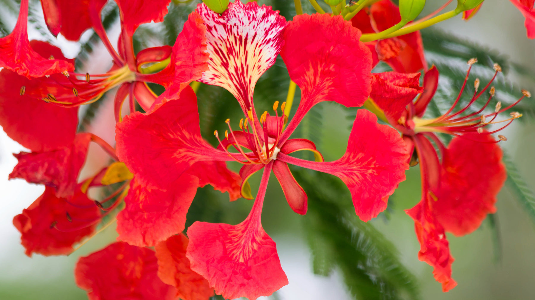 royal poinciana LOTUSWEI flower essences