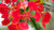 royal poinciana LOTUSWEI flower essences