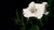 SACRED DATURA FLOWER ESSENCE