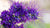 silky fringe flower essence grand tetons