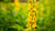 TAIWANESE WILD LILY FLOWER ESSENCE